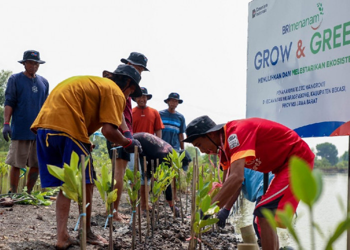 Hari Mangrove Sedunia, BRI Komitmen Selamatkan Lingkungan Lewat Perbaikan Ekosistem Pesisir