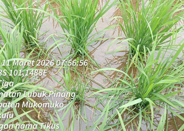 Petani Arah Tiga Kewalahan Menghadapi Hama Tikus Yang Merusak Tanaman Padi