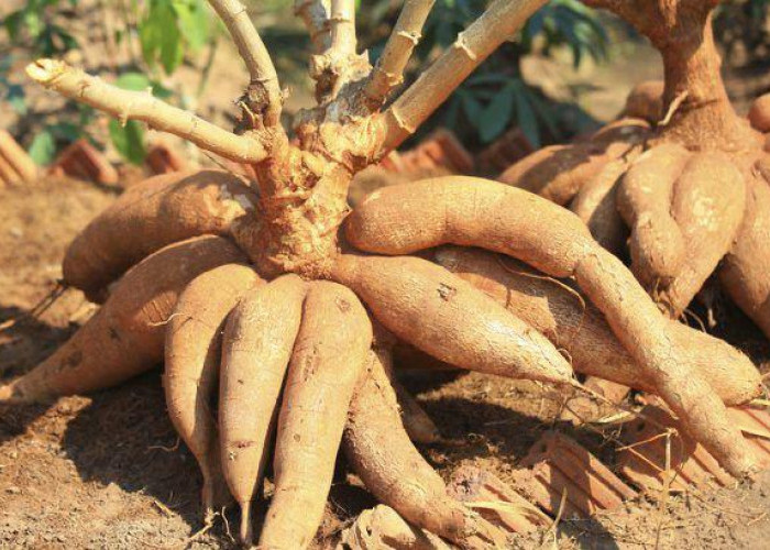 Melintasi Zaman dalam Setiap Gigitan: Keajaiban Singkong dalam Kuliner Nusantara