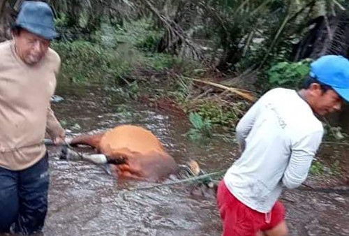 Muara Air Hitam Tertutup, Buaya Patroli di Kawasan Perkebunan Mangsa Ternak Warga 