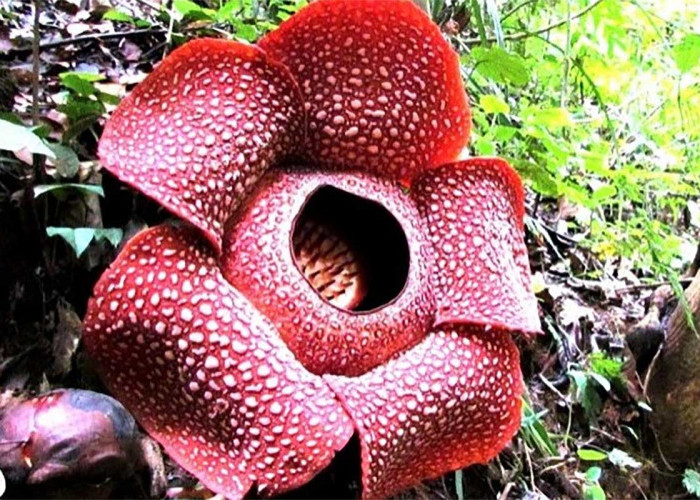 Bunga Rafflesia Arnoldii Terbesar di Dunia, Simbol Keanekaragaman Hayati Alam Wisata Bengkulu  