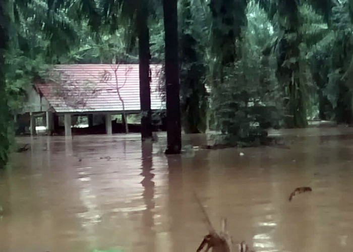 Hutan Rusak, Banjir di Mukomuko Semakin Ganas