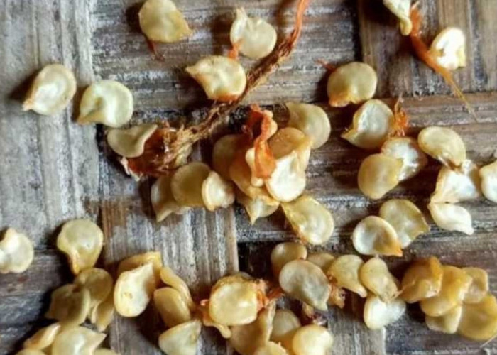 Biji-Biji Ini yang Sering Ditemukan pada Penderita Usus Buntu