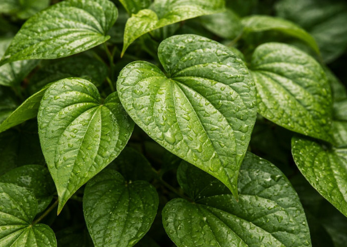 Daun Sirih: Warisan Tradisional yang Ampuh untuk Kesehatan Mulut dan Luka Ringan