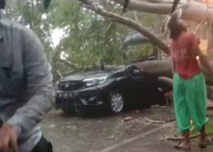 Mobil Tertimpa Pohon di Bengkulu, Dua Orang Penumpang Meninggal, Begini Kronologisnya