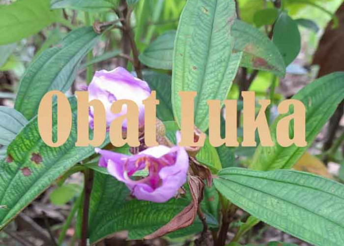 Tumbuhan Liar Ini Ternyata Ampun Untuk Mengobati Luka Karena Benda Taham Atau Terjatuh