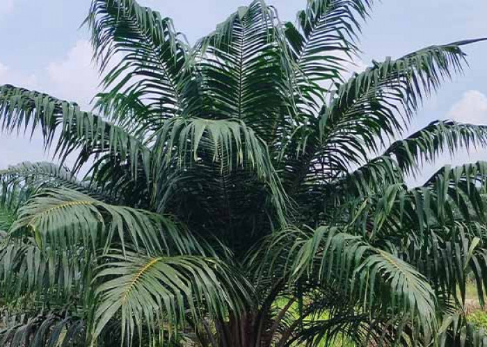 Olahan Daun Sawit untuk Peternakan: Mengubah Limbah Menjadi Sumber Pakan Bernilai