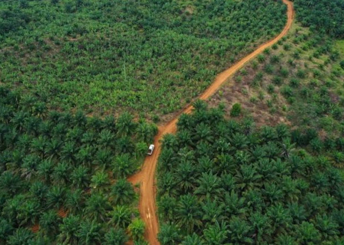 Sawit Petani Indonesia Capai 6,9 Juta Hektare, Butuh Peremajaan 310 Ribu Hektare per Tahun