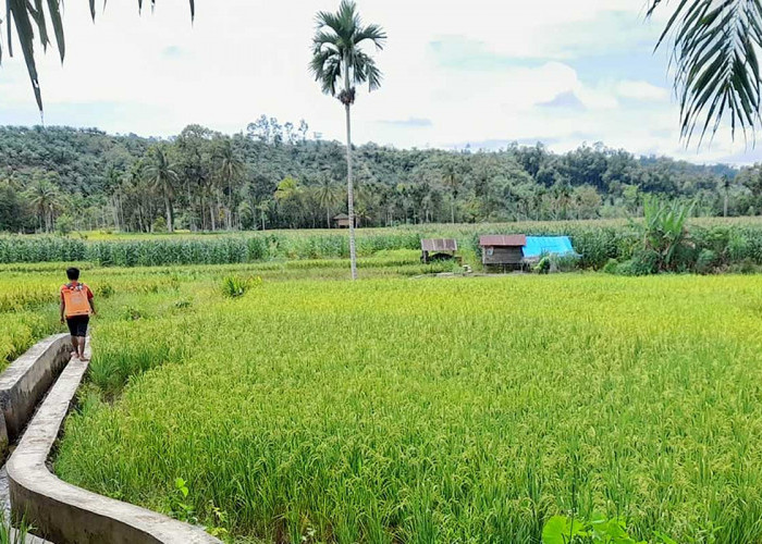 779 Hektare Lahan Sawah Selagan Raya Menghilang, Tersisa 671 Hektare