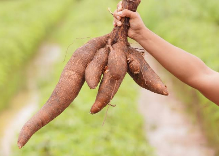 Ubi Ternyata Bukan Tanaman Asli Dari Indonesia, Ini Asal Usul Masuknya Singkong