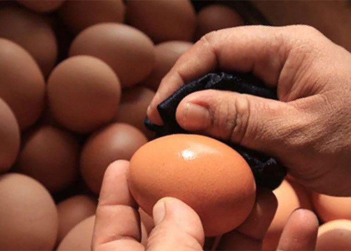 7 Cara Mengetahui Telur Busuk, Sudah Berdarah atau Beranak, Nomor 5 Pasti Ketahuan