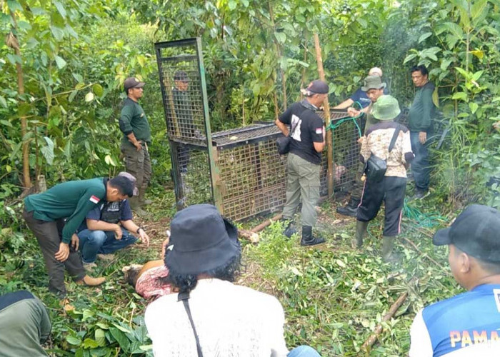 PT DDP Minta Karyawannya Waspada Harimau Belum Berhasil Dievakuasi