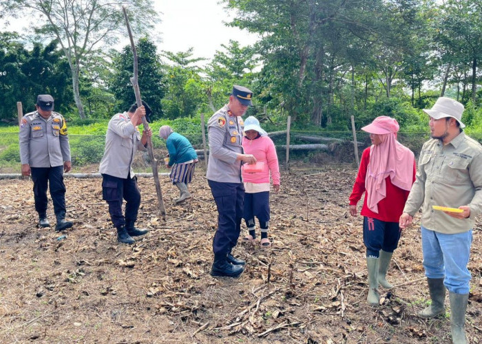 Pemerintah Desa Lanjutkan Ketahanan Pangan, Tanam Jagung Kuartal I