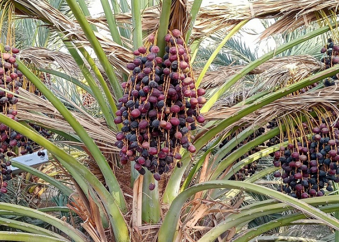Negara-Negara Penghasil Buah Kurma Terbesar di Dunia
