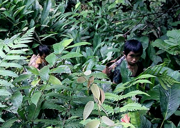 Cerita Keberadaan Suku Manusia Miliki Ekor di Kalimantan, Wajah Sangar dan Mata Tajam