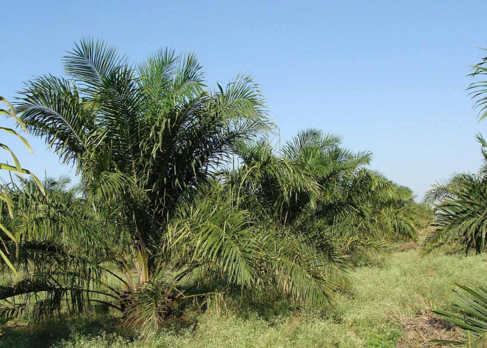 Carbon Sink & Carbon Stock, Dua Jenis Molekul Dari Sawit yang Sangat Bermanfaat Bagi Lingkungan