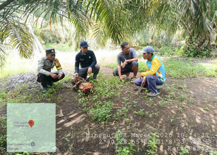 Ninja Sawit Kembali Beraksi, Gasak Banyak TBS di Desa Tirta Makmur