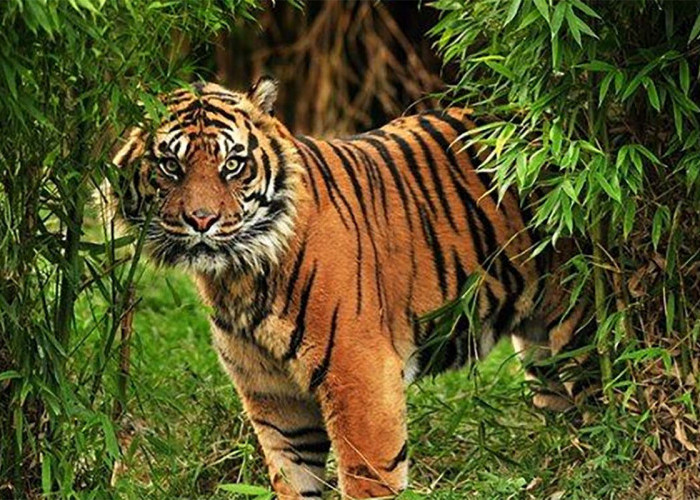 5 Arti Mimpi Harimau Menurut Primbon Jawa, Ada Musuh Siap Menusuk dari Belakang, Waspada