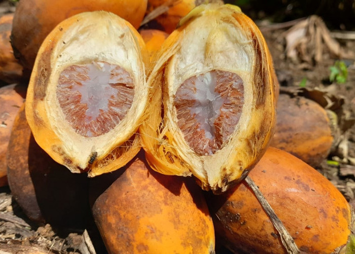 Harga Sawit Jatuh, Warga Mulai Beralih Cari Buah Pinang