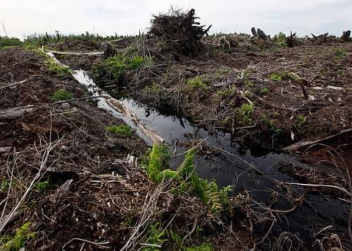 Hampir Sebagian Wilayah Riau Berada di Lahan Gambut, Mudah Terbakar