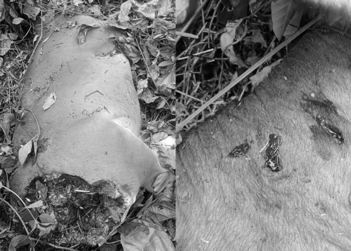 Sapi Mati Diterkam Harimau di Desa Air Berau