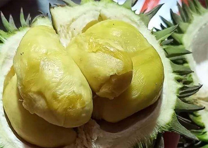 5 Jenis Durian Lokal yang Paling Unggul, Legit dan Digemari Masyarakat, Mana yang Lebih Kamu Suka?