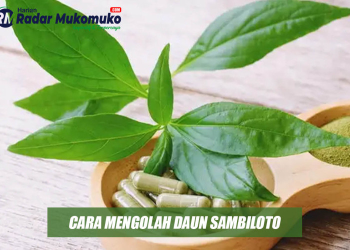 Begini Cara Mengolah dan Mengonsumsi Daun Sambiloto yang Kaya Akan Manfaat Bagi Kesehatan