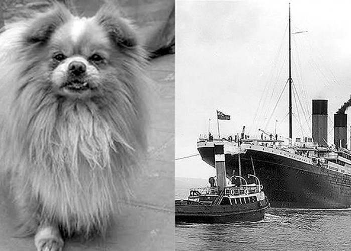 Binatang Ini Berhasil Selamat dari Tenggelamnya Kapal Titanic, Namanya Diambil dari Presiden Pertama Tiongkok
