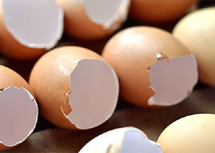 Cangkang Telur Yang Dianggap Sampah, Ternyata Miliki Banyak Manfaat Untuk Kesehatan dan Tanaman