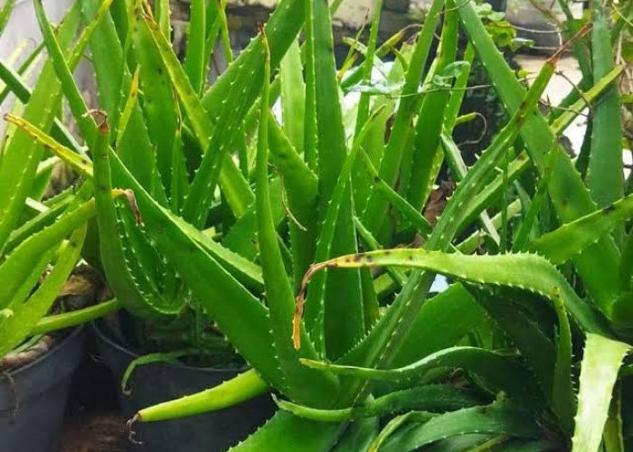9 Manfaat Tanaman Lidah Buaya Untuk Kesehatan, Nomor 7 Banyak Yang Belum Tahu