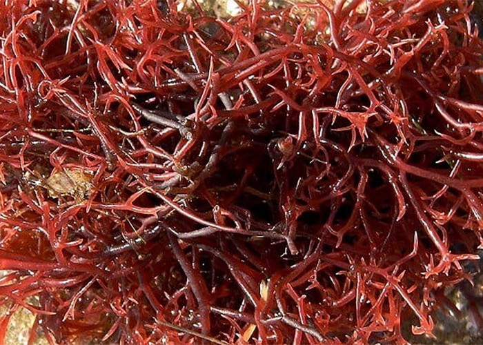 Manfaat Alga Merah Bagi Kecantikan yang Jarang Diketahui