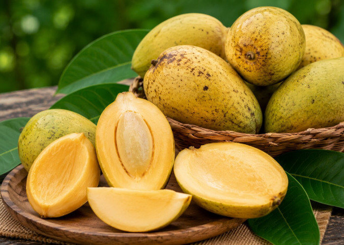 Manfaat Buah Bacang bagi Kesehatan: Kerabat Mangga dengan Aroma Khas dan Nutrisi Melimpah