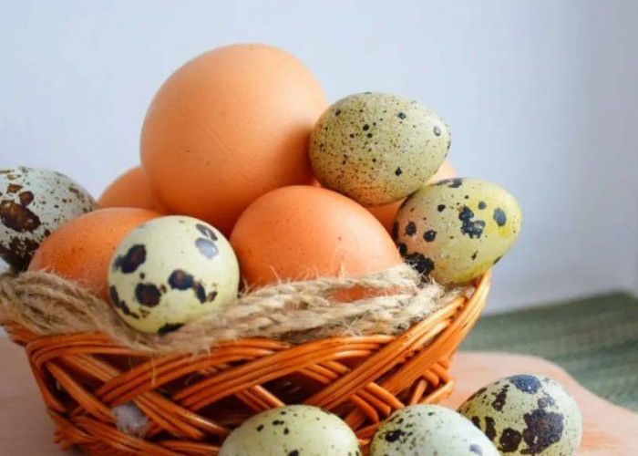 Telur Ayam, Telur Bebek dan Telur Puyuh, Bagus mana?, Ini Perbandingannya yang Harus Diketahui Sebelum Dimakan