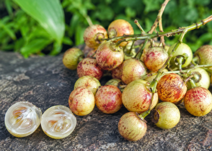lobi-lobi merupakan salah satu buah lokal Indonesia yang memiliki ukuran kecil dengan rasa asam segar 