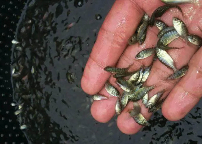 Cara Memilih Bibit Ikan Yang Sehat Agar Budidaya Berhasil, Ini Tipsnya	