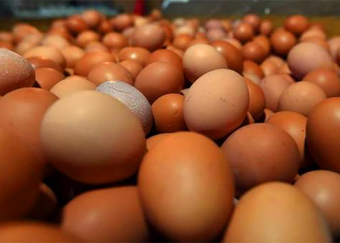 Daerah Penghasil Telur Ayam Terbanyak di Indonesia, Dikuasai Provinsi di Pulau Jawa