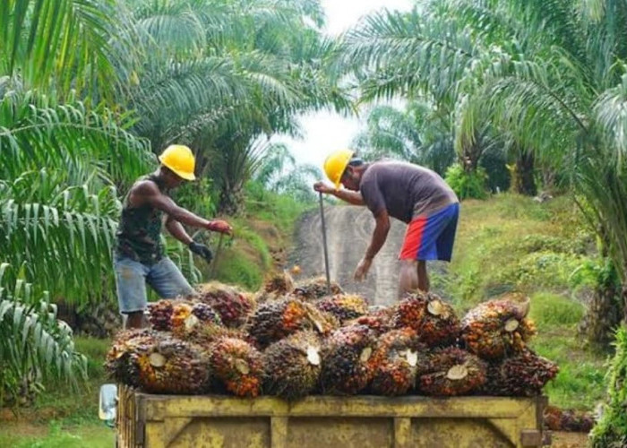 Pertama di Indonesia, Riau Menjadi Pelopor Penetuan Harga TBS untuk Petani Kelapa Sawit Mitra Swadaya