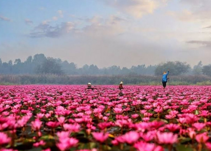 Wow!! Indonesia Memiliki Salah Satu Danau Lotus Terbesar di Dunia, Terletak di Nusa Tenggara Timur