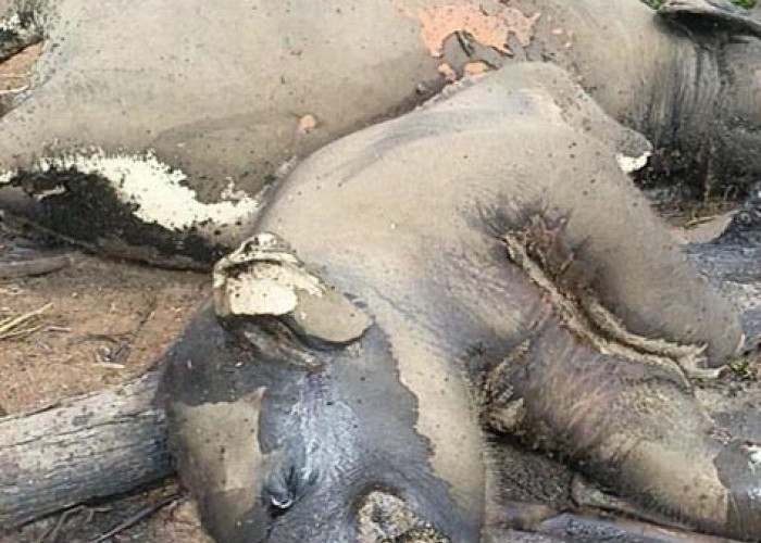 BKSDA Turun Cek Informasi Dua Ekor Gajah Mati di Mukomuko