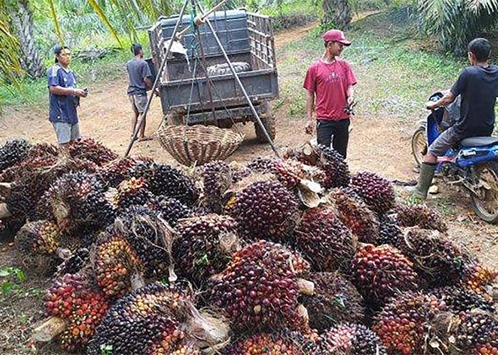 4 Kabupaten/Kota di Bengkulu yang Menjadi Penghasil Sawit Terbesar, Mukomuko Menjadi yang Pertama