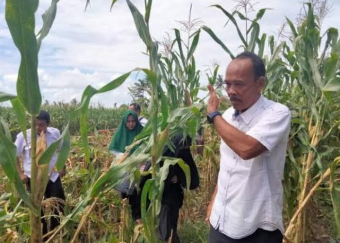 Fokus Kebutuhan Jagung!! Pemerintah Kabupaten Bengkulu Selatan Minta Warganya Tanam Jagung di Pekarangan