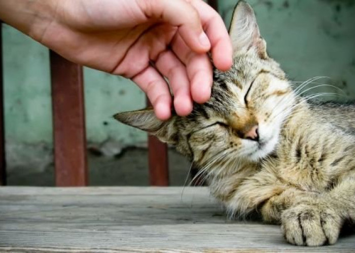 Cat Lovers Wajib Tahu! Ini 8 Tanda Kucing Bahagia dan Senang Dekat dengan Pemiliknya