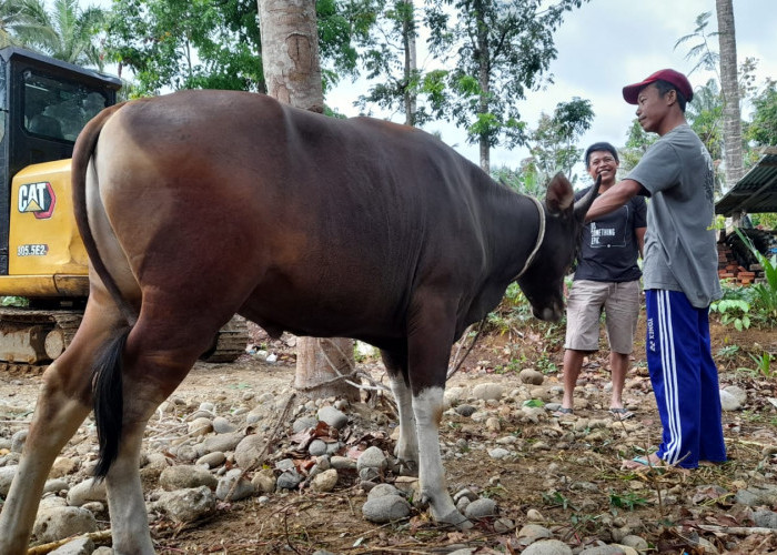 Dinas Pertanian Mukomuko Perketat Vaksinasi, Pastikan Hewan Kurban Sehat dan Aman Dikonsumsi