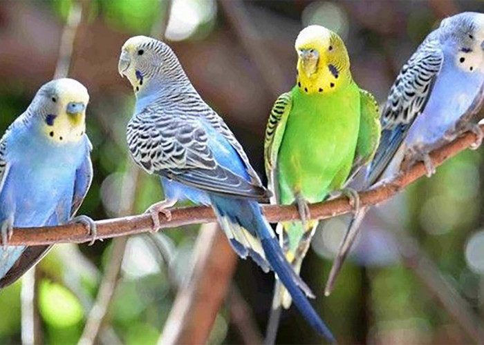 Bukan Hanya Beo, Ini 7 Jenis Burung Yang Bisa Bicara Meniru Manusia