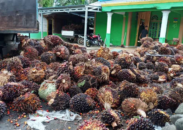 Cegah Pencurian, Toke Sawit dan Pengusaha Ramp Jangan Asalan Terima TBS     