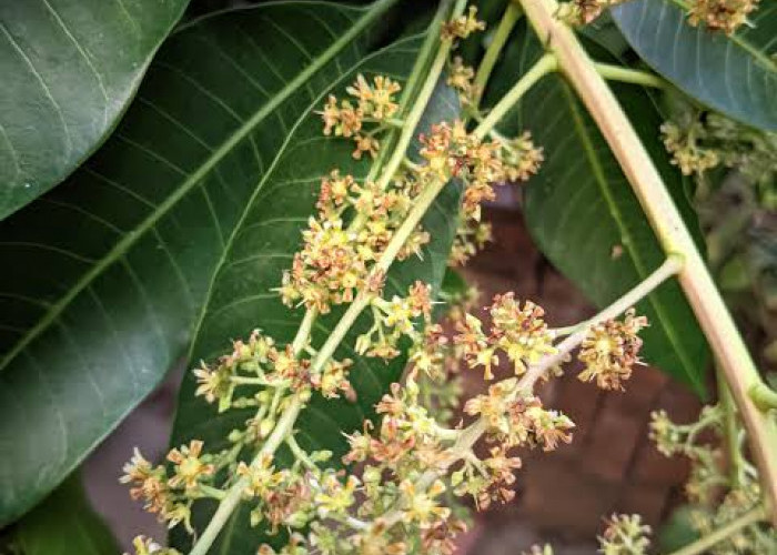 Ini Penyebab Bunga Mangga Banyak Rontok dan Tidak Jadi Buah