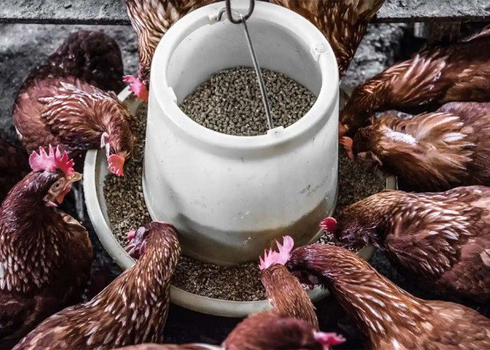 Jadi Bos Ternak Ayam Sukses di Kampung! Jenis Pakan Terbaik Kunci Keberhasilan Ternak Ayam