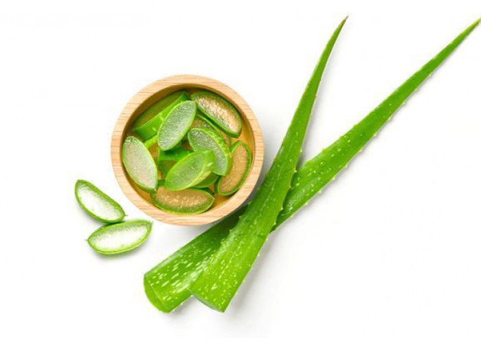 Lidah Buaya sebagai Bahan Herbal: Peran Penting dalam Pengobatan Tradisional dan Modern