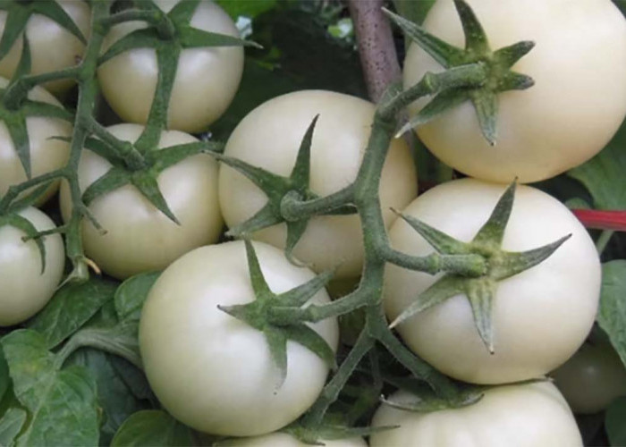 Inilah Manfaat dari White Tomato yang dikenal Bagus untuk Kulit