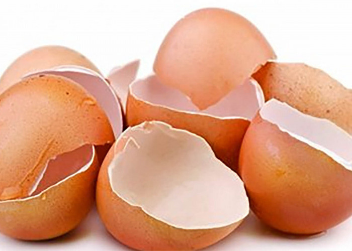 Manfaat Cangkang Telur Yang Jarang Disadari Hingga Dibuang Begitu Saja